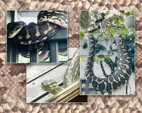 Embracing my Serpents in the Roof: A Transformation from Dread to Admiration